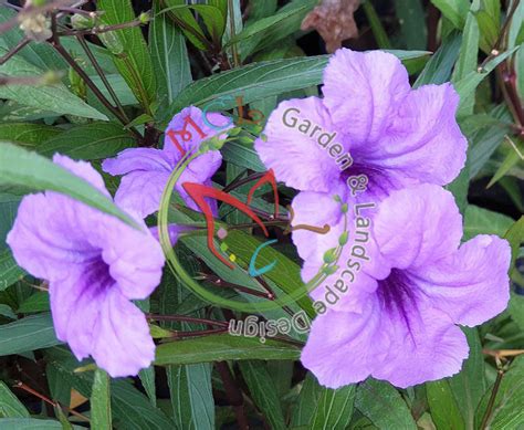 Ruellia simplex Malaysia For Sale