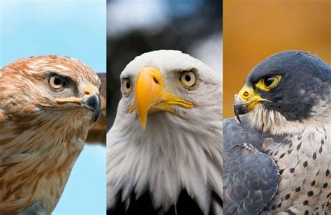 Falcon vs Eagle vs Hawk: Your Guide to Three Families of Raptors