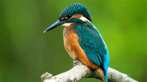 Kingfisher Bird