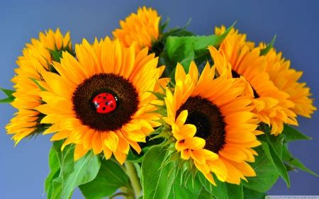 Ladybug on Sunflower - Flowers & Nature Background Wallpapers on ...