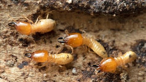 8 Early Signs of Termites in Walls and How to Detect Them ...