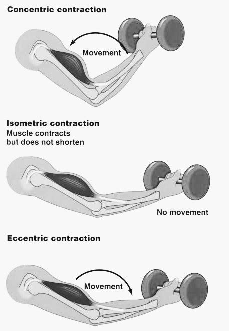 What are Eccentric exercises? - PT Master Guide