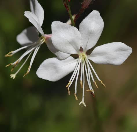 Pin by Xuti Genis on Plantes | Gaura, Flowers, White flowers