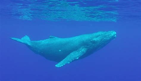 Blue Whale - The Giants Of The Ocean