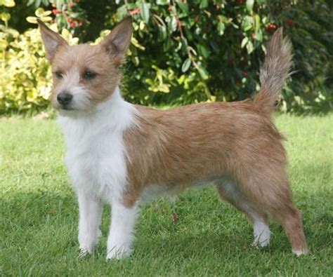 Portuguese Podengo Pequeno - Temperament, Lifespan, Shedding, Puppy