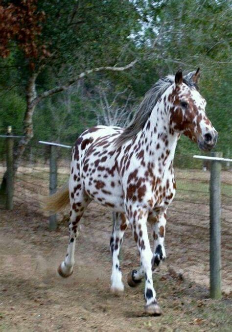 Beautiful Leopard Appaloosa. | Horses, Beautiful horses, Pretty horses