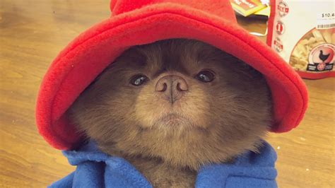 Everyone give up. This dog's Paddington Bear costume wins Halloween ...