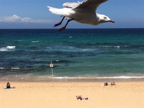 Two Monster Sharks Are Eating Dolphins And Closing Australian Beaches