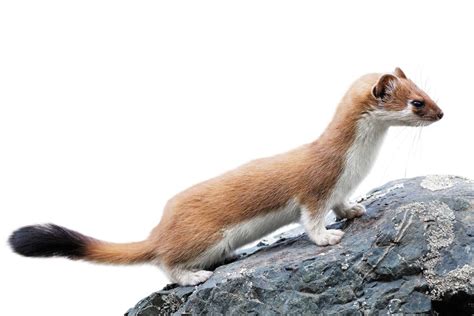 Weasel Family | Weasel Facts For Kids | DK Find Out