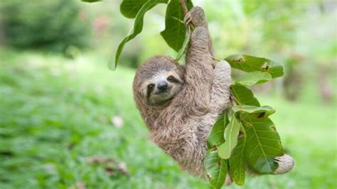 Sloth Baby Hanging On A Branch Outside - Sloth Of The Day