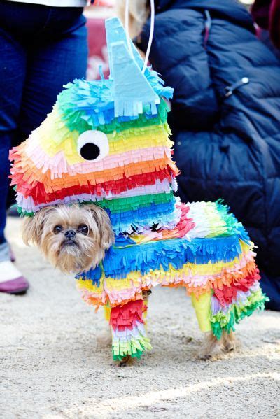 75 Homemade Pet Costumes ideas | pet costumes, pets, dog costumes