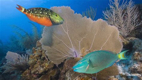 How to Catch Parrotfish While Protecting Coral Reefs | The Pew ...