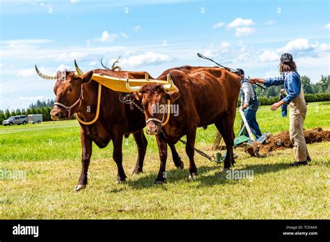 Team of oxen pulling a plow in the international plowing match. 2019 ...