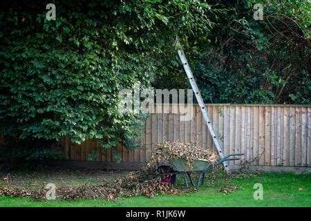 Pruning of copper beech tree in an urban garden with an unsecured ...