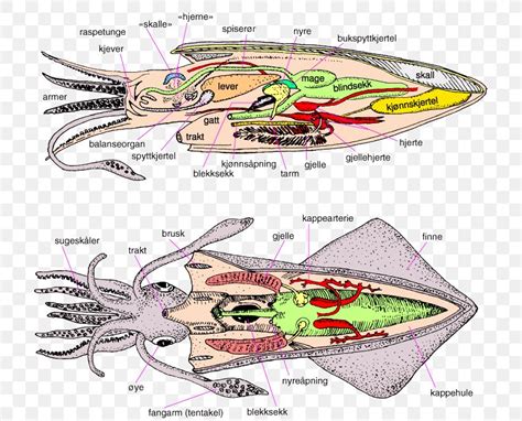 Cephalopod European Flying Squid Loligo Octopus Decapodiformes, PNG ...