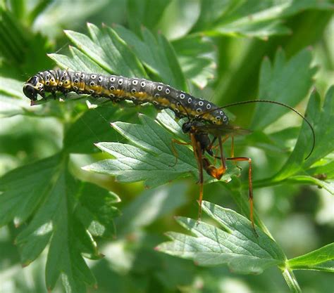 Ichneumon Wasp - Life and Opinions - Life and Opinions