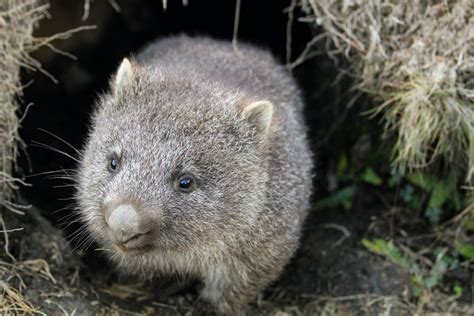 Robot to Study Wombat Burrows - Engineering Matters