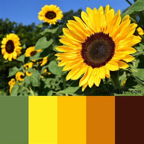 Sunflower - A bright sunflower makes a vibrant color palette ...