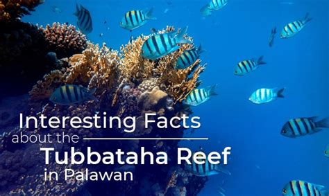 Interesting Facts about the Tubbataha Reef in Palawan | Blog | CitiGlobal