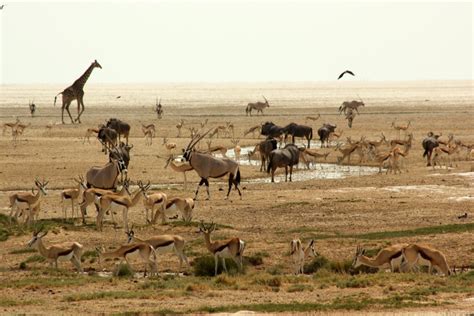 5 Day Affordable Etosha Lodge Safari - Namibia