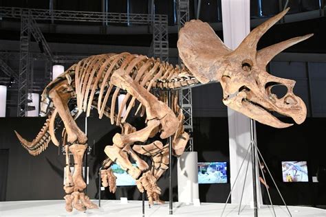 Triceratops fossil star of show at Yokohama dino exhibition | The Asahi ...