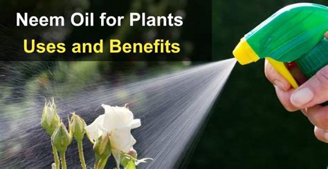 Neem Oil For Plants: Usage Guide (With Neem Oil Spray For Plants)