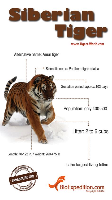 Siberian Tiger Infographic