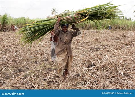 Woman Harvesting Sugar Cane Editorial Image - Image: 20089340