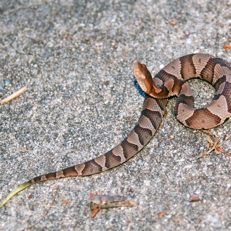 Where do copperhead snakes go in NC when weather gets cold? | Raleigh ...