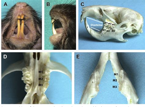 Anatomy and Disorders of the Oral Cavity of Rat-like and Squirrel-like ...