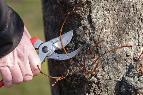 Recognizing and Controlling Watersprouts in Trees and Shrubs