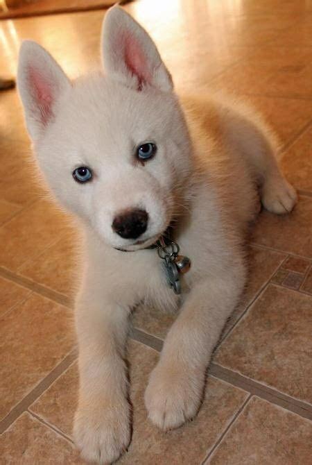 Blue eye husky puppy | Puppies, Siberian husky puppies, Cute dogs