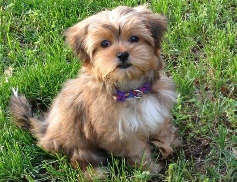 Pictures Of Shorkie Puppies : Shorkie Puppies For Sale | Orange County ...