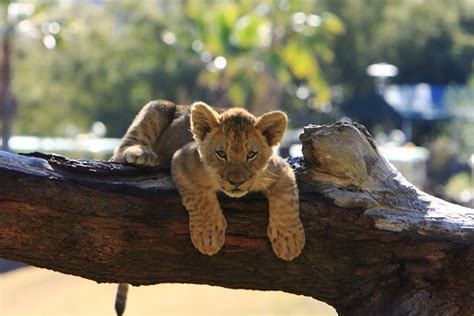 Lions & Lion Cubs | Lion Camp; Lion Cubs San Diego Wild Anim… | Flickr