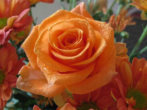 orange-roses–rose-flower-pictures-242 | world's beauty