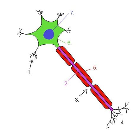 Nerve Cell Labelled Diagram