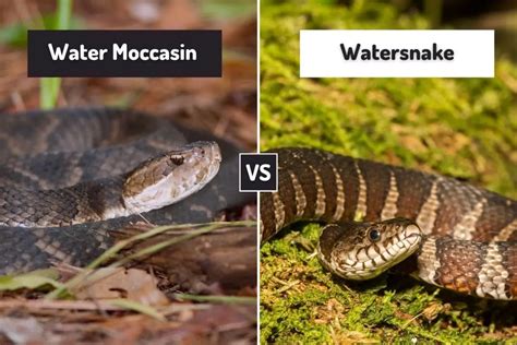 Water Moccasin Vs Watersnake (5 Differences) - ReptileHow.com