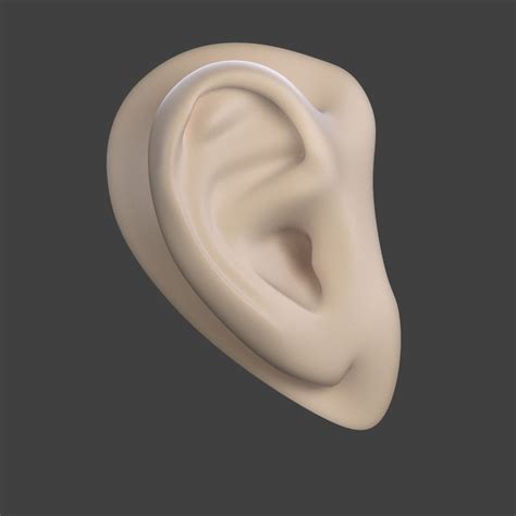 free human ear 3d model