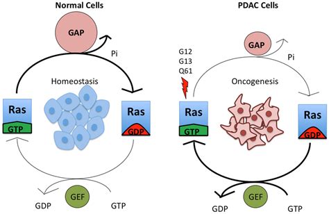 Mutant KRAS is continuously in a GTP‐bound, active state. Wild‐type ...