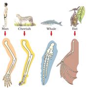 Analogous structures | DragonflyIssuesInEvolution13 Wiki | FANDOM ...