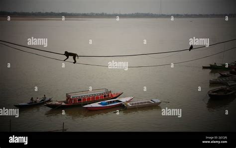 Wild monkeys in india in forests and cities Stock Photo - Alamy