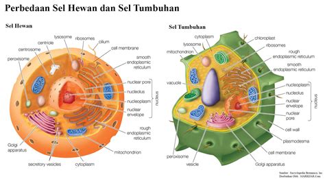 13+ Gambar Sel Hewan Dan Tumbuhan Beserta Fungsinya Lengkap