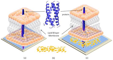 IJMS | Free Full-Text | Engineering Lipid Bilayer Membranes for Protein ...