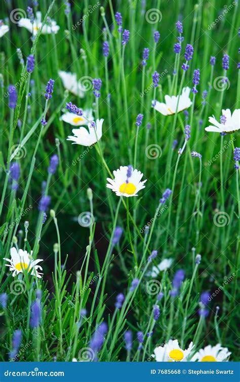 Daisies and lavender stock photo. Image of daisies, flowers - 7685668