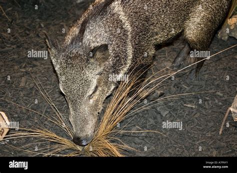 Hog boar in wildlife setting Stock Photo - Alamy