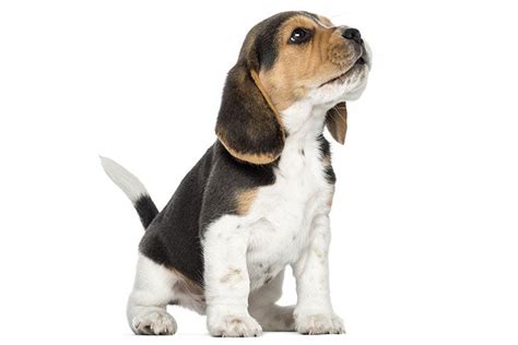 More About Brazos Kennels - Beagles, Beagle Puppies – Telegraph