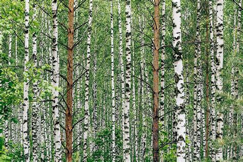 Birch Grove Background Images, HD Pictures and Wallpaper For Free ...