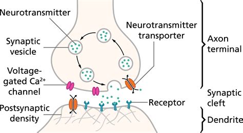 Neuron And Neurotransmitters Diagram