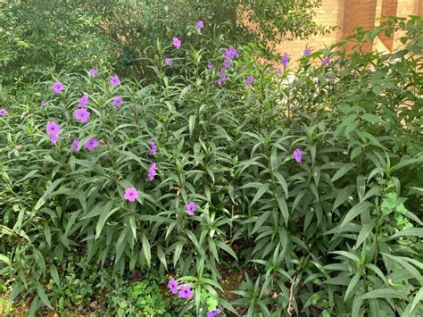 Ruellia simplex, Mexican Petunia — Horticulture Is Awesome!