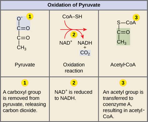 19.2 Oxidation of pyruvate and the krebs cycle By OpenStax | Jobilize